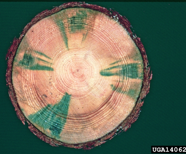 Деревина, уражена деревофарбуючими грибами