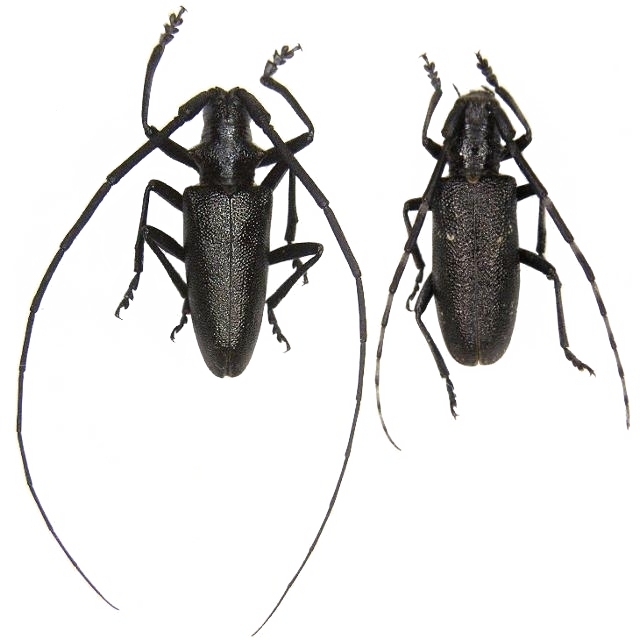 Monochamus scutellatus (самець і самиця)