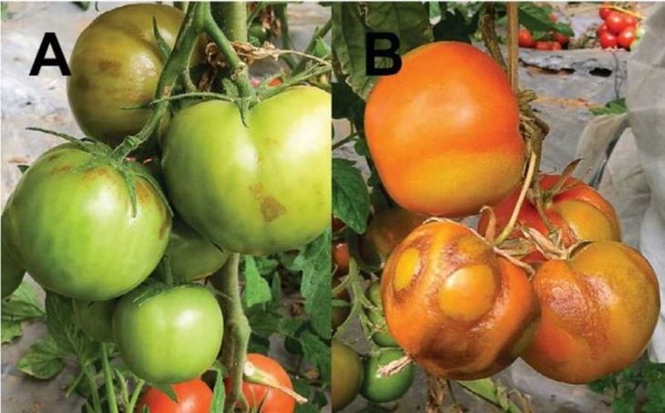 Рис.2 А- Бурі плями на зелених плодах сконцентровані ближче до квітконіжки; B – яскраво виражені симптоми на стиглих плодах томату (бура плямистість та зморшкувата текстура)