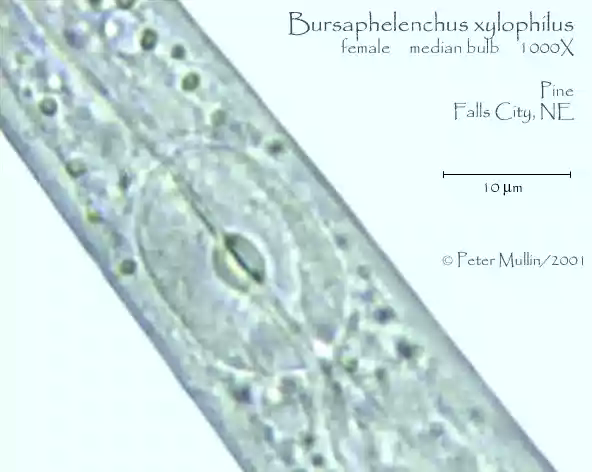 середній бульбус Bursaphelenchus xilophilus