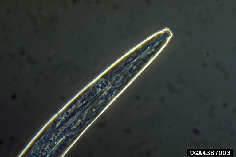 головний кінець Bursaphelenchus xilophilus головний кінець Bursaphelenchus xilophilus