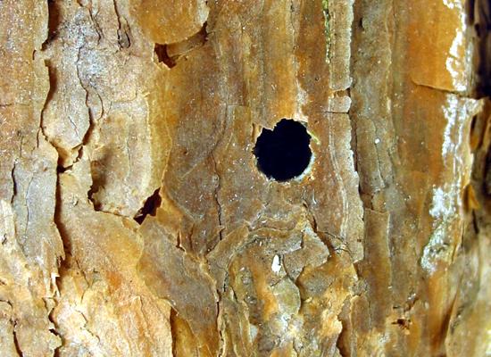 Льотні отвори (круглі, досить крупні, діаметром більше 3мм.), залишені вусачами роду Monochamus Льотні отвори (круглі, досить крупні, діаметром більше 3мм.), залишені вусачами роду Monochamus