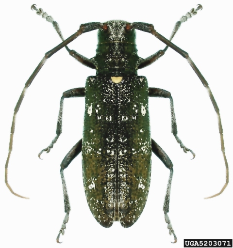Monochamus scutellatus Monochamus scutellatus Monochamus scutellatus Monochamus scutellatus
