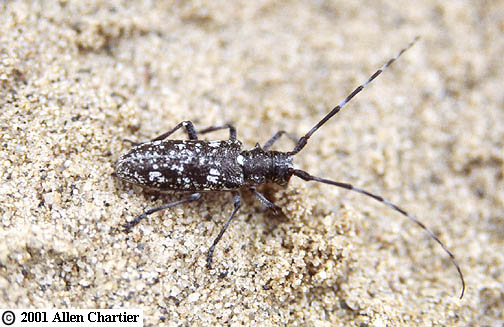 Monochamus scutellatus Monochamus scutellatus Monochamus scutellatus Monochamus scutellatus