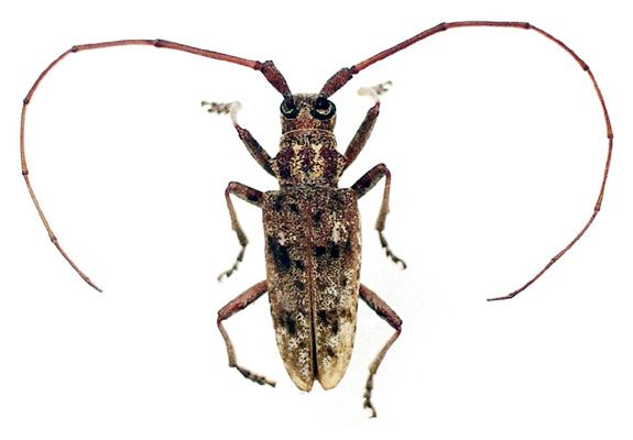 Monochamus carolinensis Monochamus carolinensis