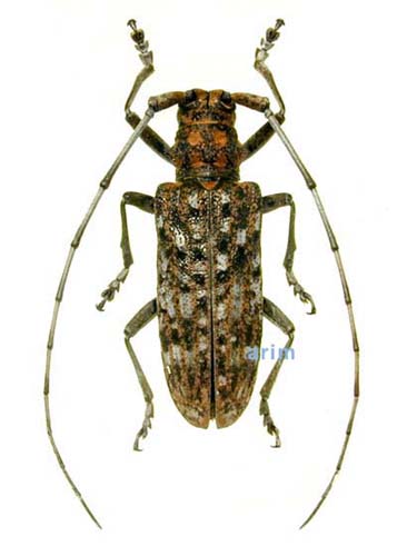 Monochamus alternatus Monochamus alternatus