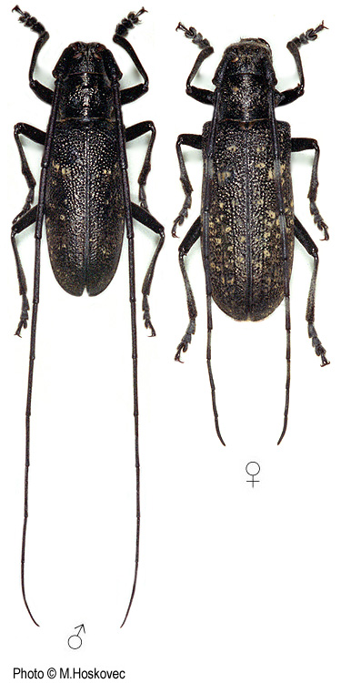 Monochamus sutor Monochamus sutor