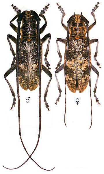 Monochamus galloprovincialis pistor Monochamus galloprovincialis pistor