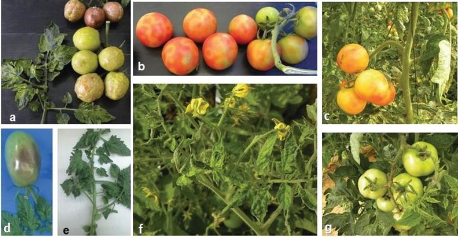 Рис.1 a,b,c,d - плоди томата уражені ToBRFV; e, f, g – пошкодження листови пласти та квітконіжок рослин томаітів Рис.1 a,b,c,d - плоди томата уражені ToBRFV; e, f, g – пошкодження листови пласти та квітконіжок рослин томаітів