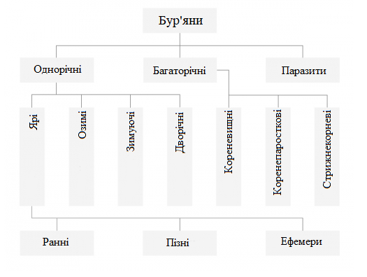 класифікація бур’янів класифікація бур’янів