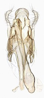 Геніталіі імаго