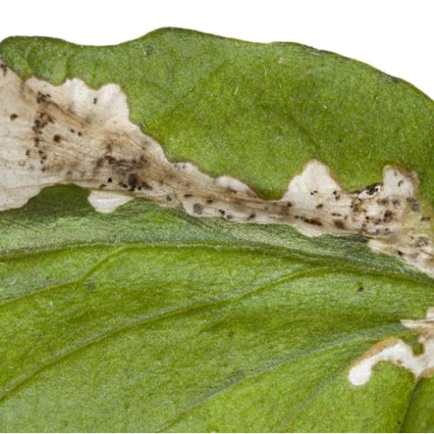 Пошкодження листя