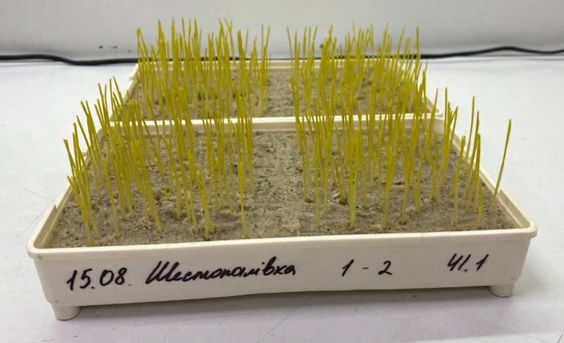 Пшениця озима Шестопалівка