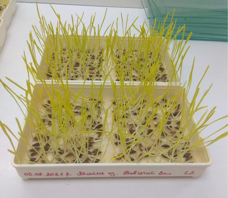 Схожість Ячменю озимого Дев’ятий Вал в фільтрувальному папері