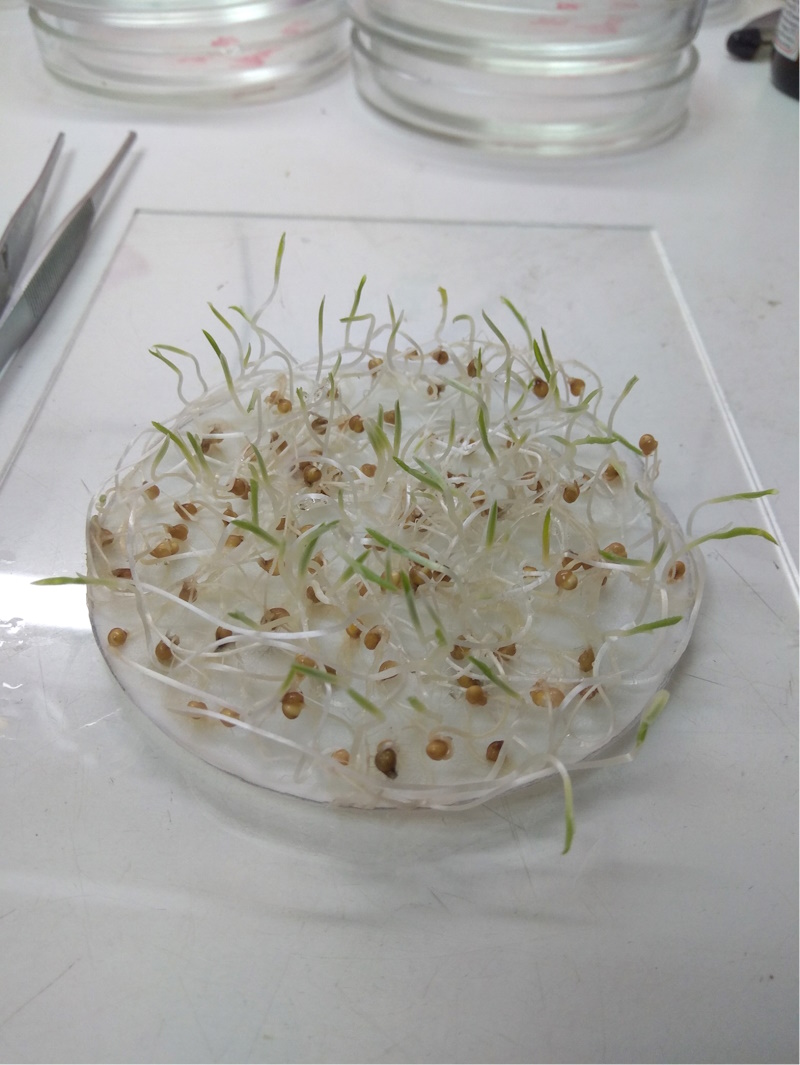 Підрахунок схожості проса Біла Альтанка в фільтрувальному папері