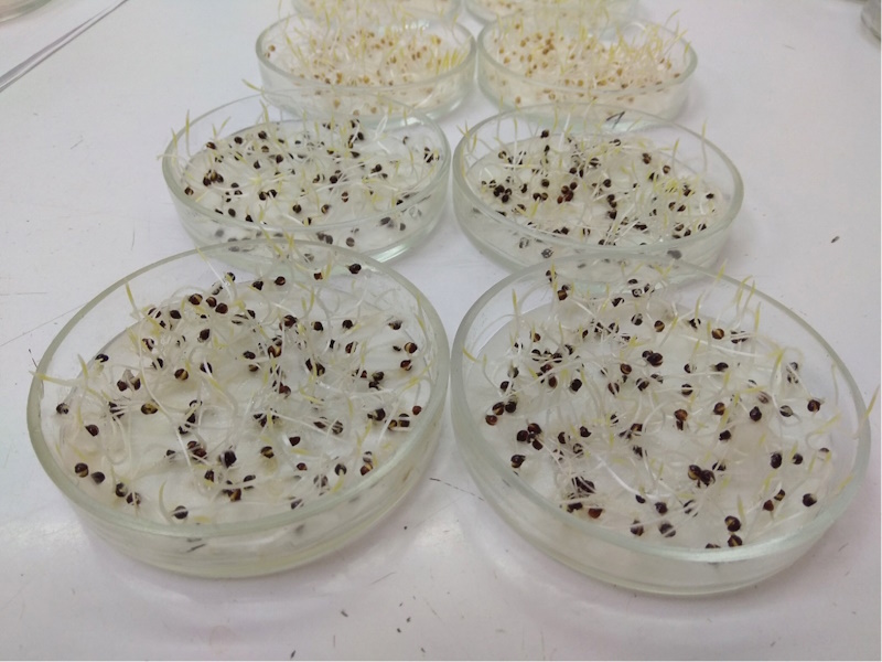 Схожість проса в фільтрувальному папері