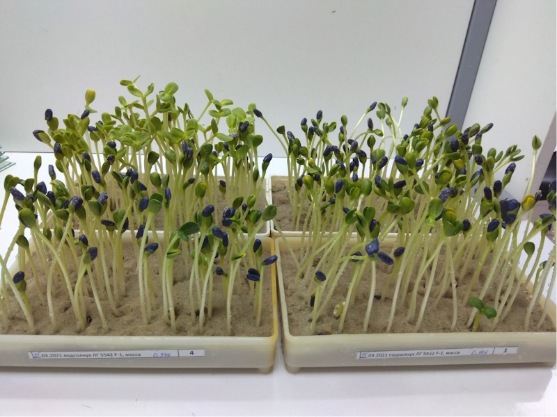 Схожість соняшнику гібриду ЛГ 5542 в піску