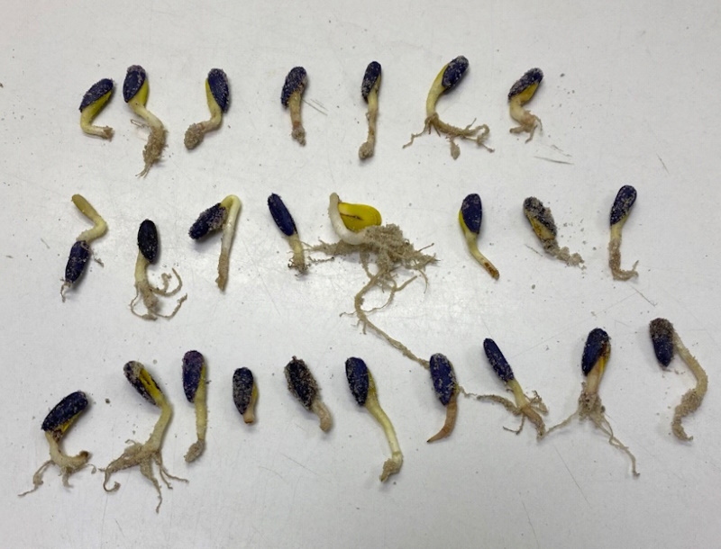 Аномальні проростки соняшнику