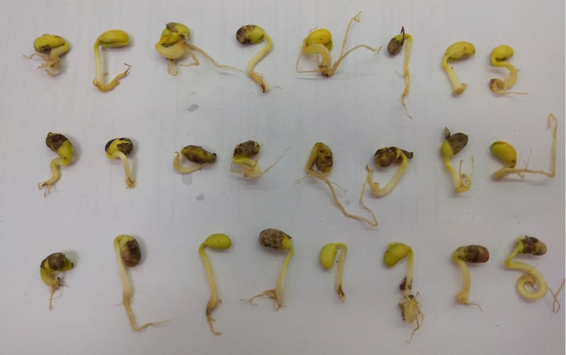 Аномальні проростки сої