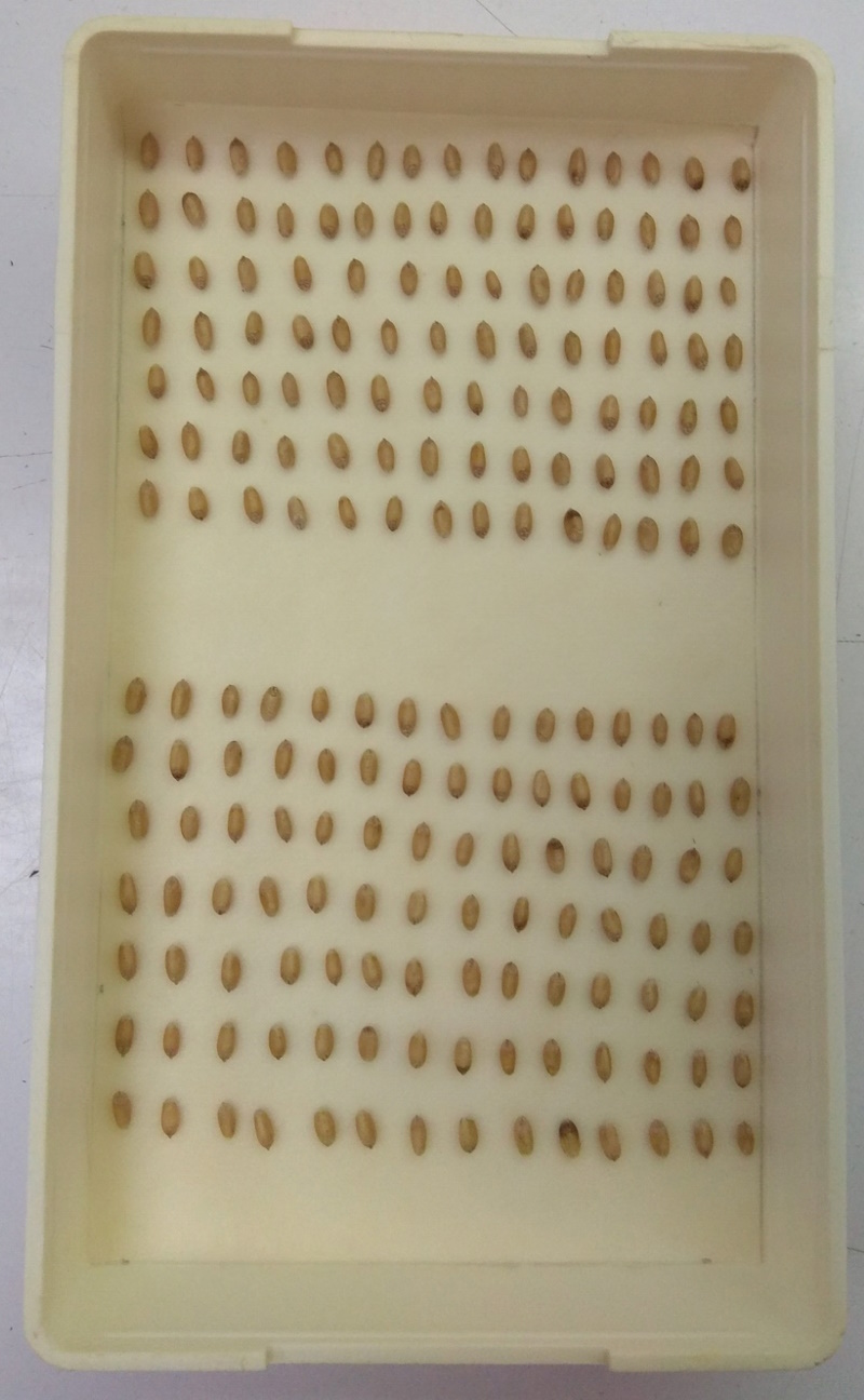 Посів пшениці озимої в фільтрувальний папір