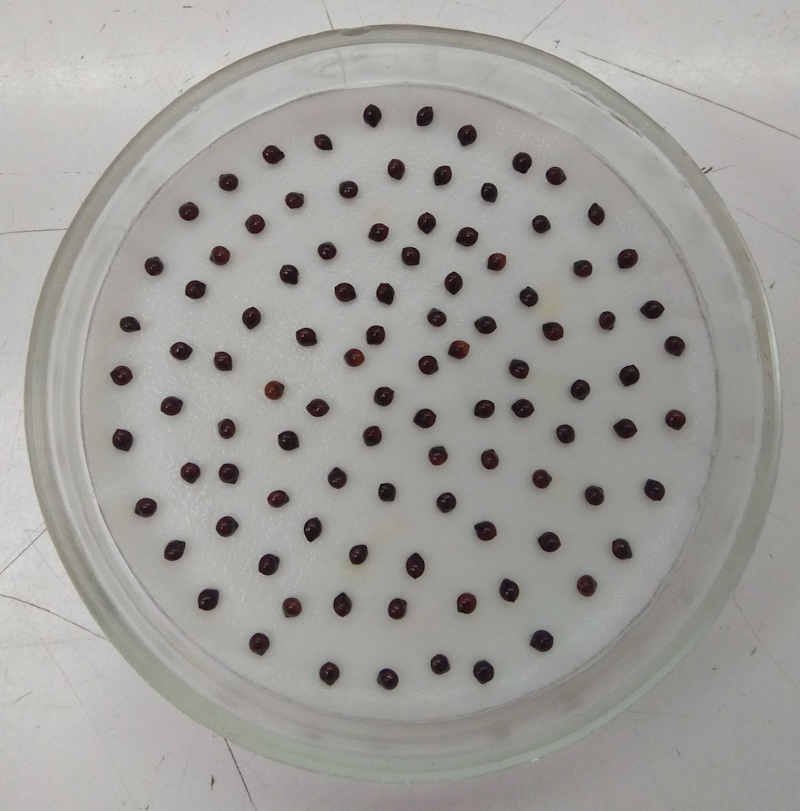 Посів проса в фільтрувальний папір