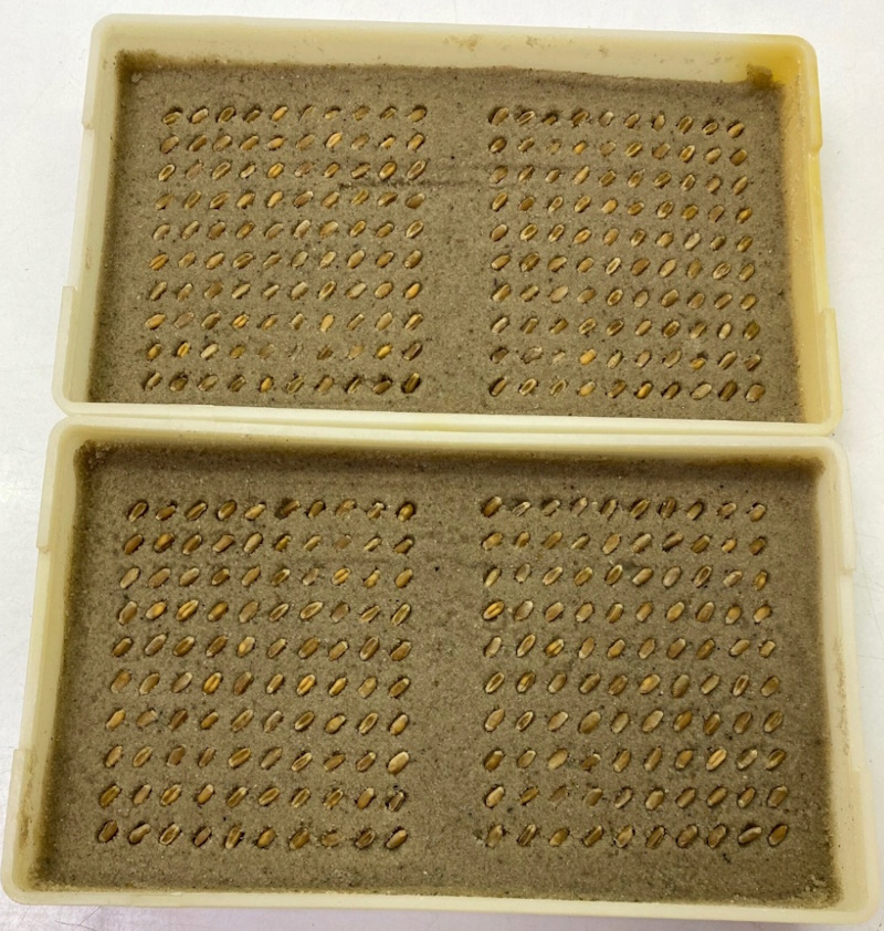 Посів пшениці озимої в пісок