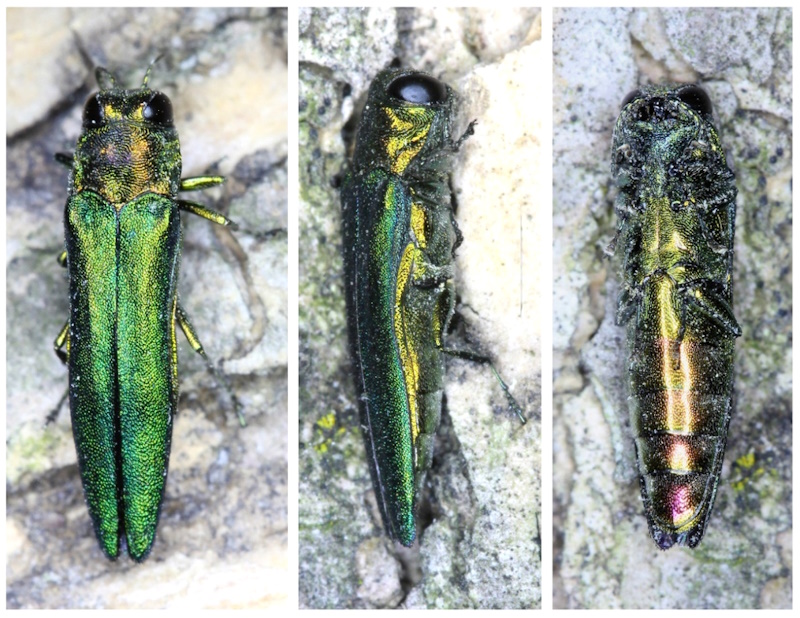 Рис 1. Імаго A. planipennis