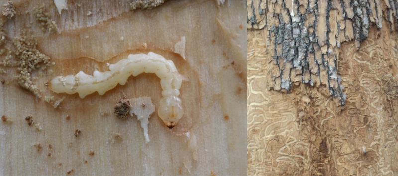 Рис 2. Личинка та галереї  A. planipennis