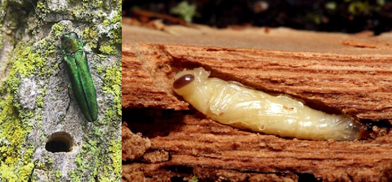 Рис 3. Льотний отвір та лялечка A. рlanipennis