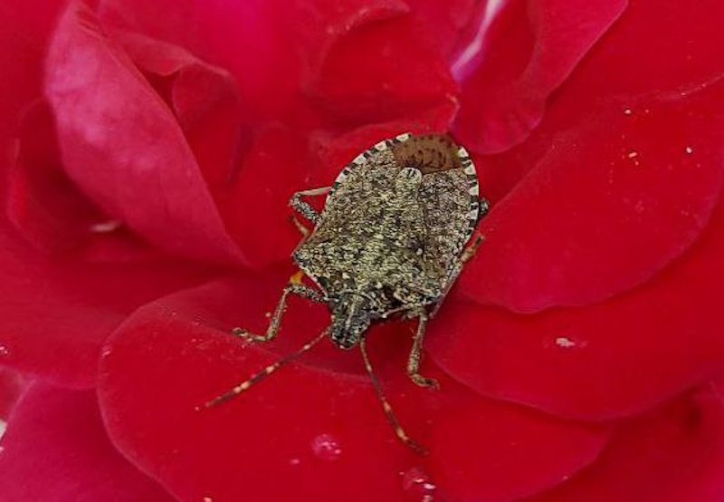 мал.2 Імаго мал.2 Імаго