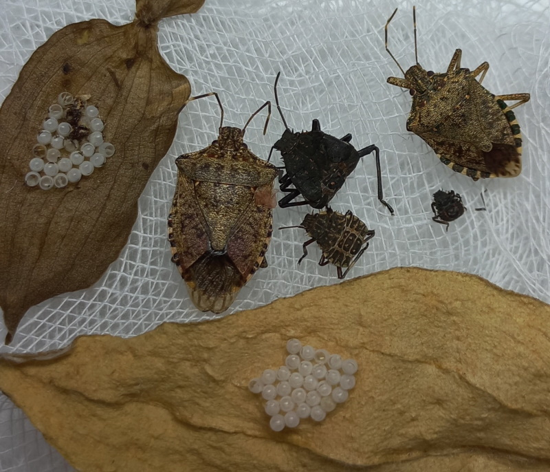 мал.3.Імаго німфи яйця мал.3.Імаго німфи яйця