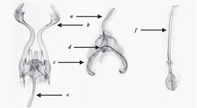 Геніталії Keiferia lycopersicella Геніталії Keiferia lycopersicella