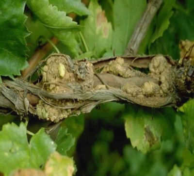 Rhizobium radiobacter Rhizobium radiobacter